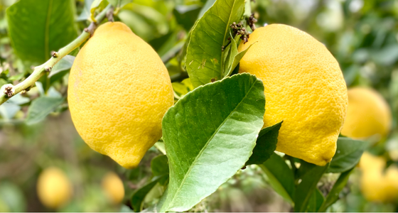 1 - Au pays du citron - financement MiiMOSA