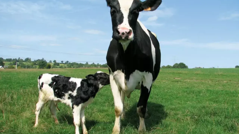 Développement du bien-être animal d'un élevage laitier bio