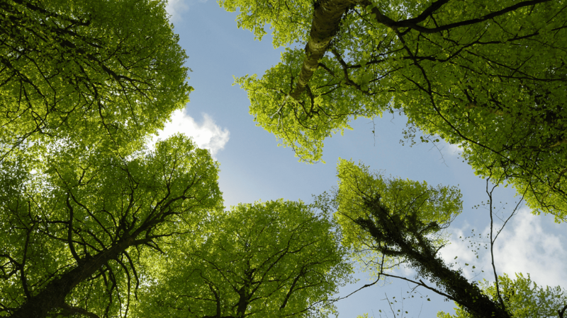 Valoriser nos forêts, chauffer nos territoires