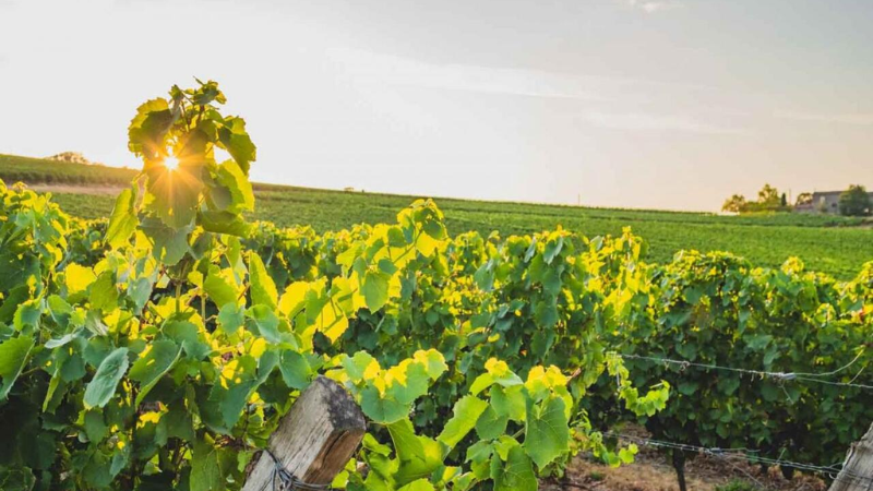 Vinovalie - Fusion de deux coopératives viticoles