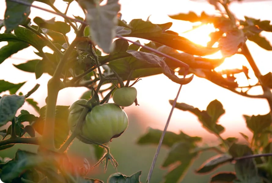Engagement MiiMOSA dans l'agriculture regénérative