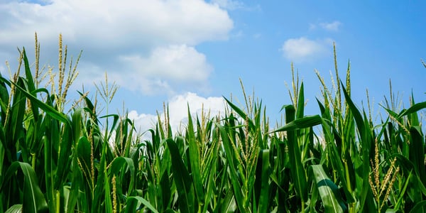 hausse-cout-production-agricole-mobile (1)