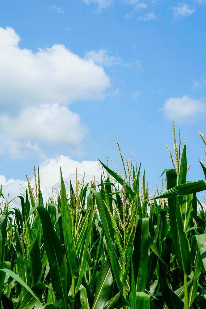 hausse-cout-production-agricole