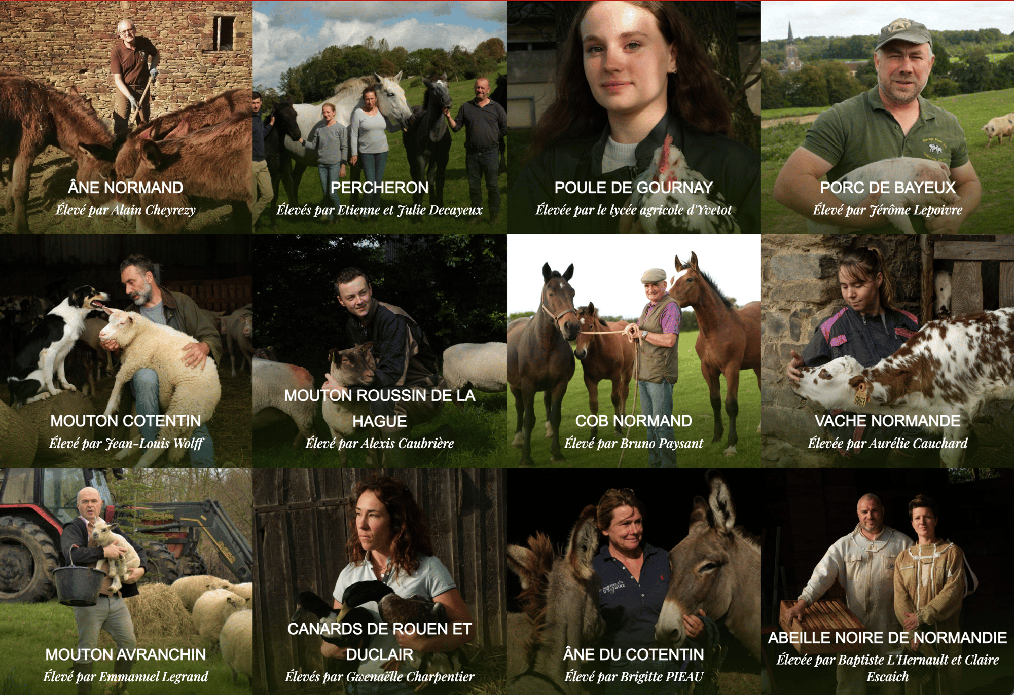 les producteurs races de normandie