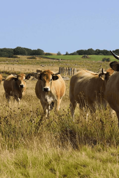 vente-a-la-ferme-01