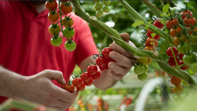 Les Paysans de rougeline - Développement et modernisation