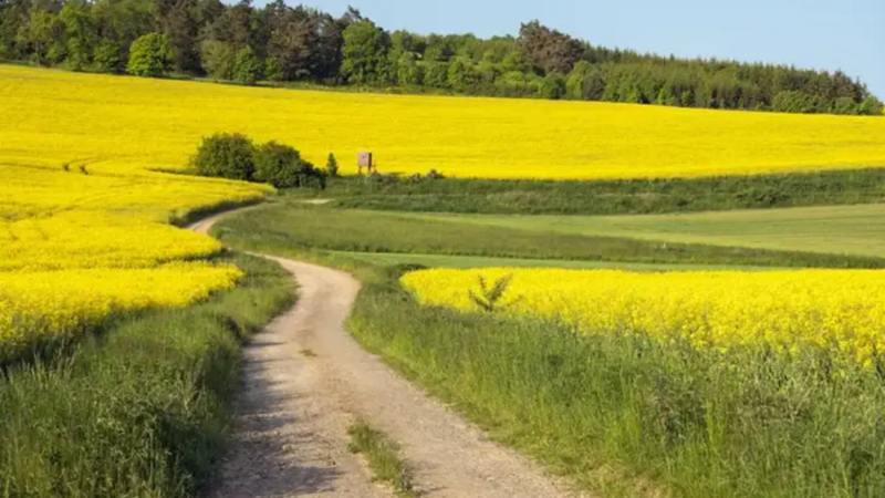 De la biodiversité pour cette exploitation en polyculture