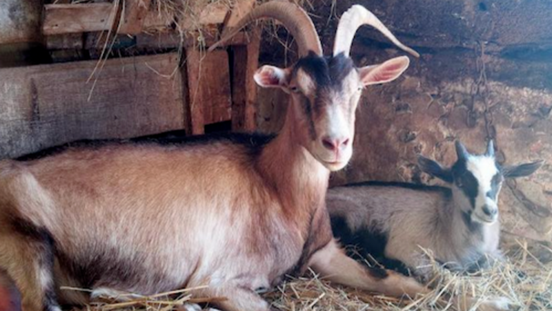 Élevage de chèvre, fromage, préserver la race des fossés
