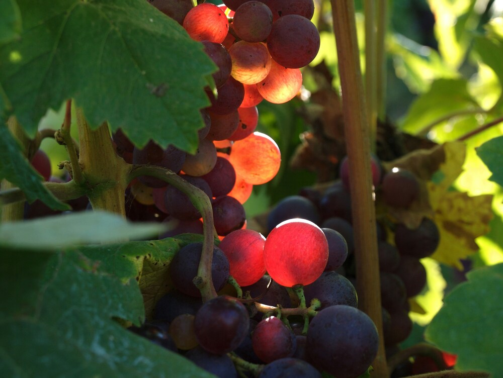 Vignes raisin rouge violet