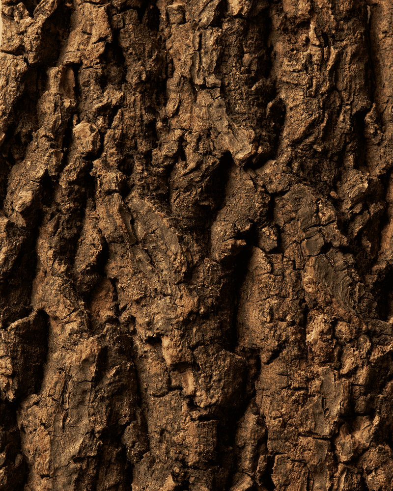 investir - ecorce bois dynamis